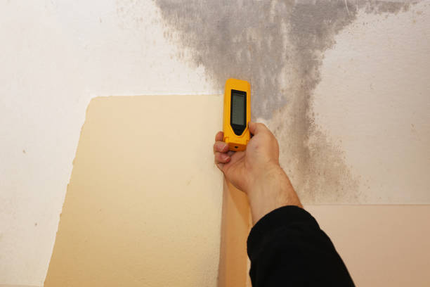 Best Real Estate Mold Inspection  in Haledon, NJ