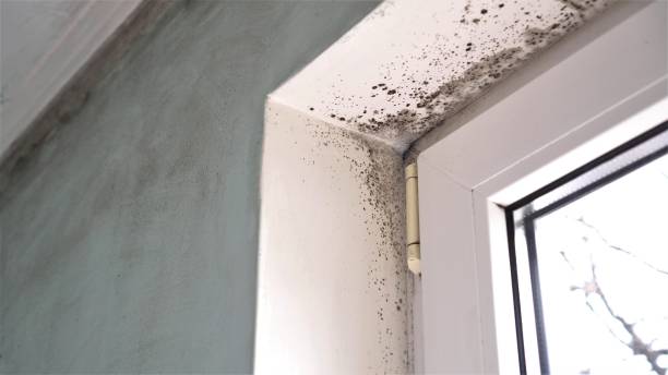 Best Mold Removal for HVAC Installations  in Haledon, NJ