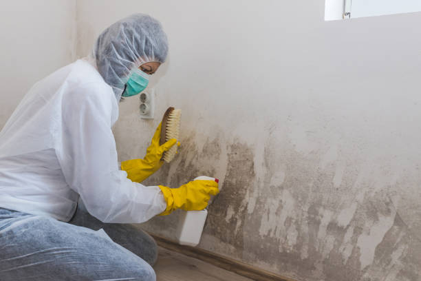 Best Mold Odor Removal Services  in Haledon, NJ