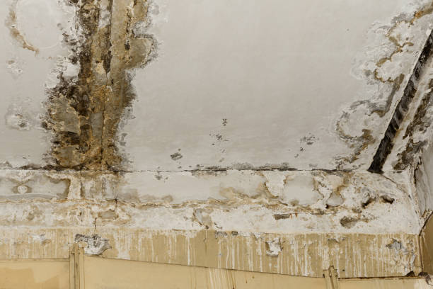 Best HVAC Mold Inspection and Cleaning  in Haledon, NJ