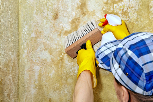 Best Airborne Mold Testing  in Haledon, NJ