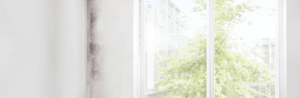 Best Water Damage & Mold Remediation  in Haledon, NJ