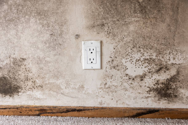 Best Emergency Mold Remediation  in Haledon, NJ